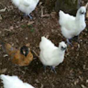 Meet your Posher, Heather